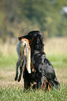 Gordon Setter retrieves fox