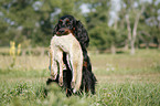 Gordon Setter retrieves fox