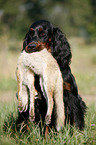 Gordon Setter retrieves fox