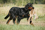 Gordon Setter retrieves fox