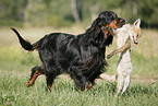 Gordon Setter retrieves fox