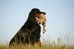 Gordon Setter retrieves rabbit