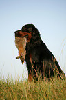 Gordon Setter retrieves rabbit