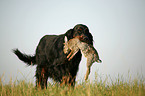 Gordon Setter retrieves rabbit