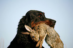 Gordon Setter retrieves rabbit