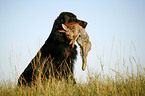 Gordon Setter retrieves rabbit