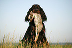 Gordon Setter retrieves rabbit