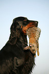 Gordon Setter retrieves rabbit