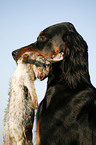 Gordon Setter retrieves rabbit