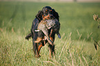 Gordon Setter retrieves rabbit