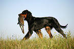 Gordon Setter retrieves rabbit