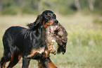 Gordon Setter retrieves polecat