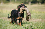 Gordon Setter retrieves polecat