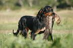 Gordon Setter retrieves polecat