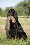 Gordon Setter retrieves polecat