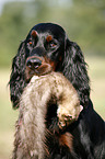 Gordon Setter retrieves polecat