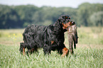 Gordon Setter retrieves polecat