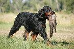 Gordon Setter retrieves polecat