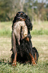 Gordon Setter retrieves polecat