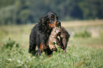 Gordon Setter retrieves polecat