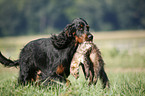 Gordon Setter retrieves polecat