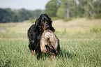 Gordon Setter retrieves polecat