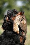 Gordon Setter retrieves polecat