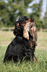 Gordon Setter retrieves polecat