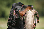 Gordon Setter retrieves polecat