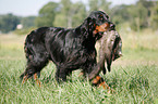 Gordon Setter retrieves polecat