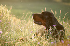 Gordon Setter