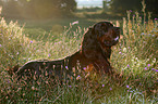 Gordon Setter