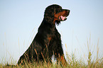 sitting Gordon Setter