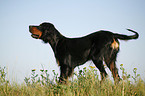 Gordon Setter