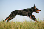 running Gordon Setter