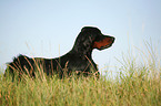 Gordon Setter