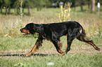 running Gordon Setter