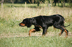 running Gordon Setter