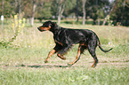 running Gordon Setter