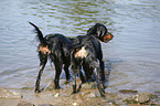 Gordon Setter