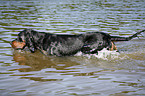 Gordon Setter