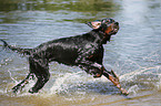 running Gordon Setter