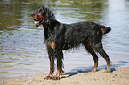 Gordon Setter