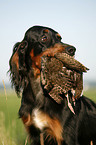 Gordon Setter retrieves partridge