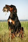 Gordon Setter retrieves partridge