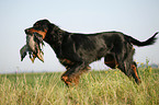 Gordon Setter retrieves partridge