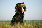 Gordon Setter retrieves partridge