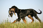 Gordon Setter retrieves partridge