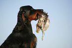 Gordon Setter retrieves partridge