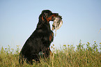 Gordon Setter retrieves partridge